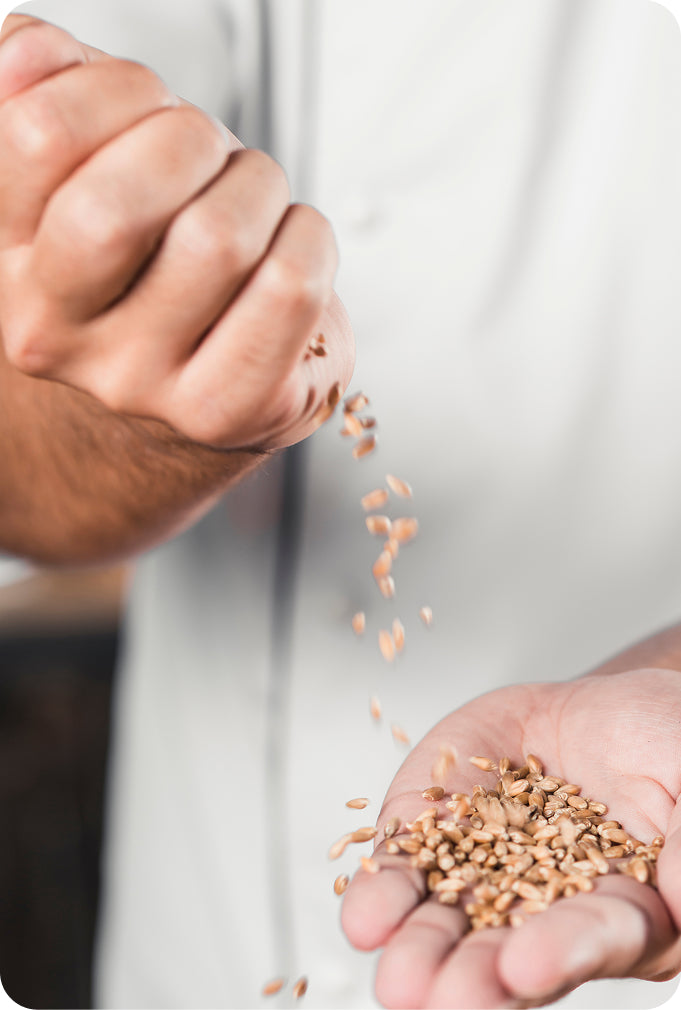 Grain Quality Check
